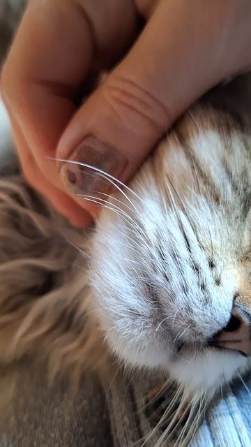 Доброе утро всем от мурлыки сибирского мальчика Ramses💕💕💕Ждем хозяев❤️