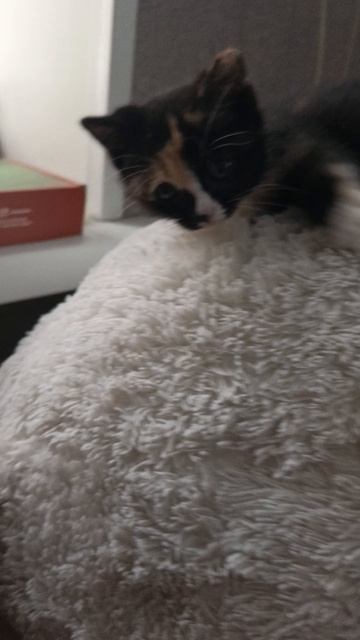 чорныйх
кот