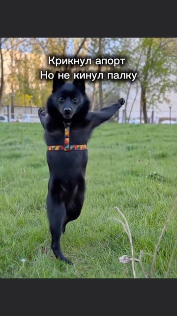 апорт