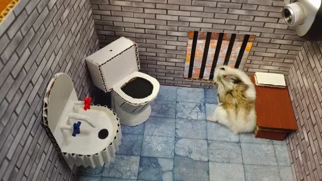 🐹Хомяк убегает из удивительного лабиринта для домашних животных в реальной жизни 🐹