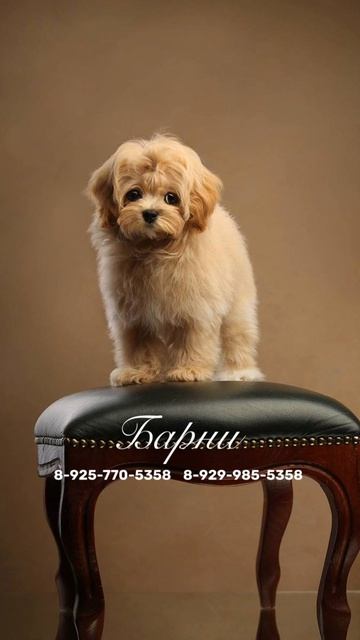 Барни 🐾✨
Самый милый кукольный медвежонок в мире собак) Красавчик в медовом окрасе с утончённым экст