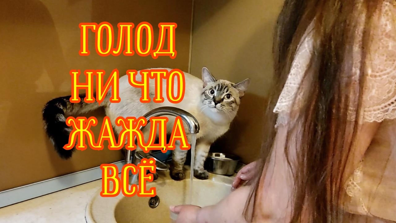 😼🔥500К ЛАЙКОВ и КОТ ПОКАЖЕТ ГОРШОК #кот #еда #влог #жиза #готовимдома