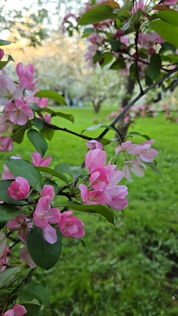 Природа, любовь и красота