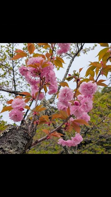 136.Поцелуи Бога на японской земле. 🌸.