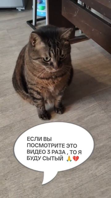 ЯШЕНЬКА 🙏
