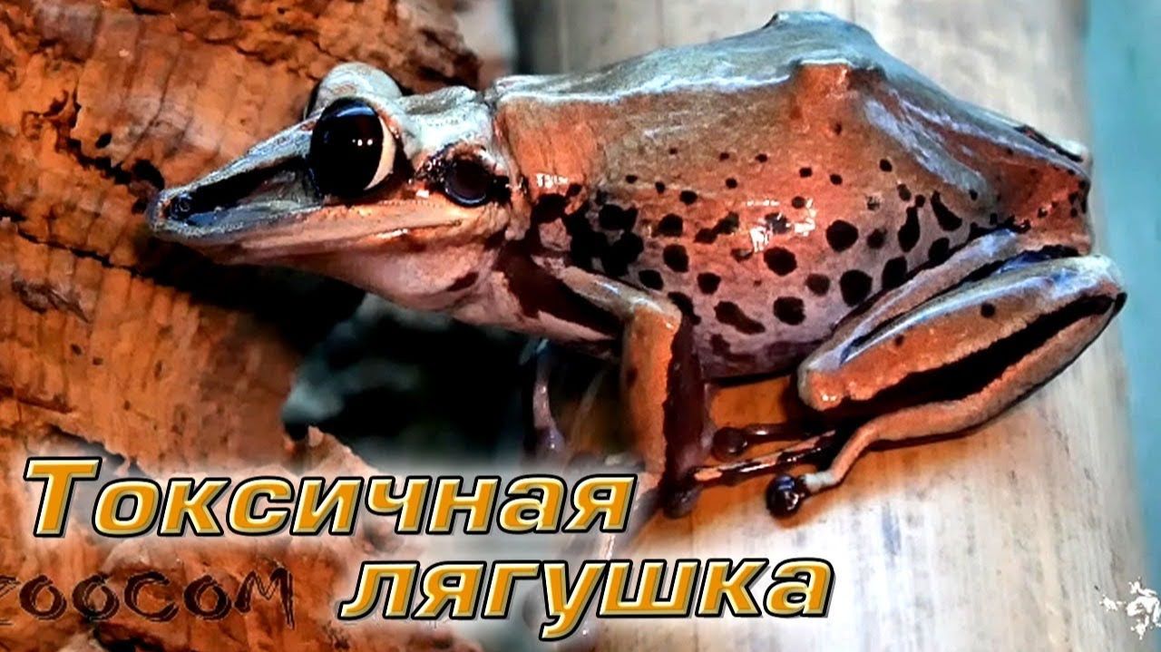 Опаснее гремучей змеи Токсичная лягушка. Aparasphenodon
