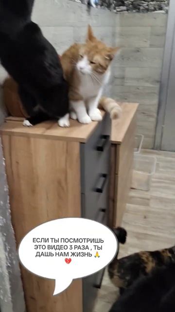 УСАТЫЕ ЖДУТ ВАШЕЙ ПОМОЩИ 🙏💔