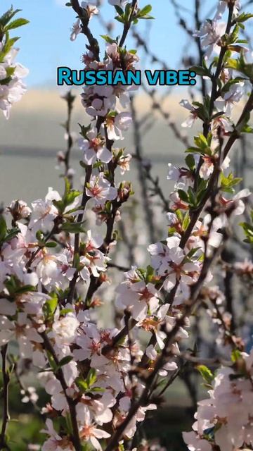 Российские вайбы очень разнообразны#япония #Japan Помогите добить 2к
