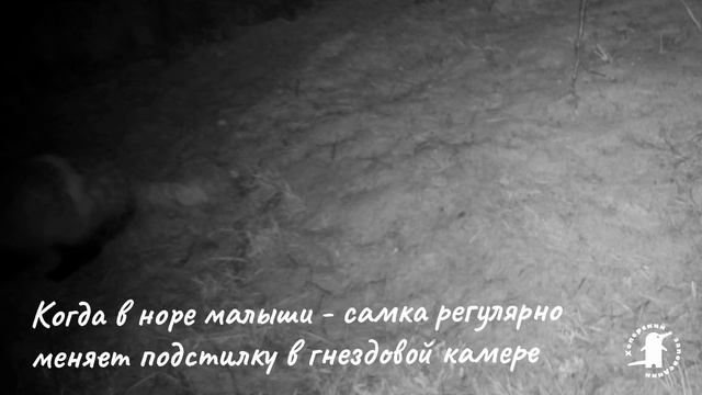 Барсуки. Таскание сухой травы