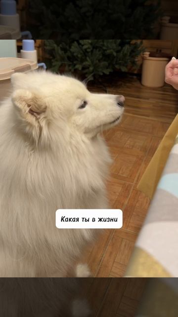 Знакомо, девочки? #фотосессия  #сиреньзацвела  #майскиемоменты #собака