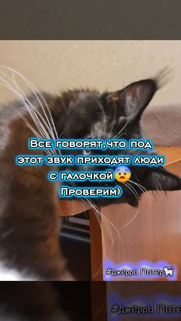 Проверим) #ДжерриПитер #кот #р_е_к_и