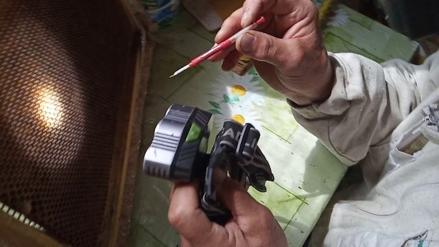 Перенос личинок в мисочки , ставим прививочную рамку в стартер - воспиталку .