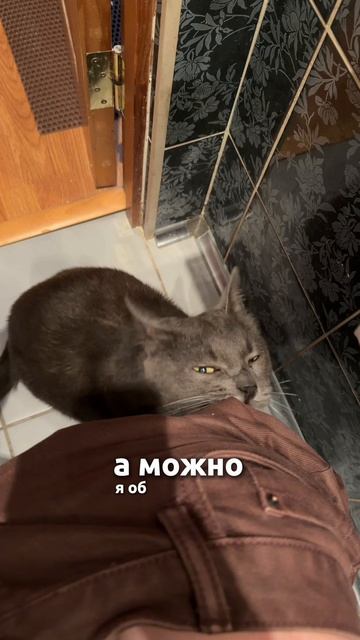 Как ходит в туалет любой кошатник #коты #cat #животные #смешновидео