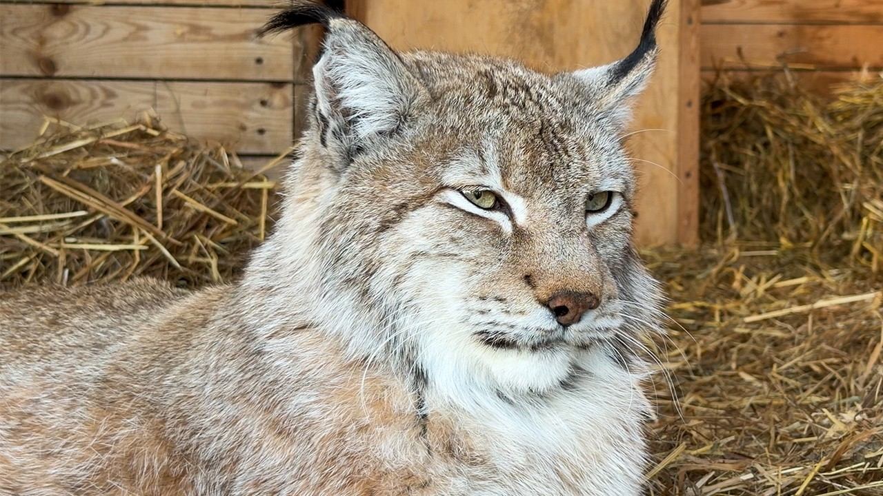 РЫСИ ЦЕФЕЕ 14 ЛЕТ / Котята открыли глаза / Забеременеет ли кошка через решетку?