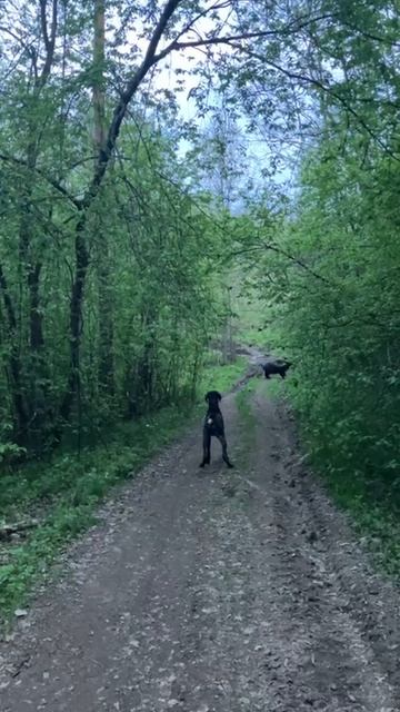 Полосатая банда в наших угодьях🐗🌲