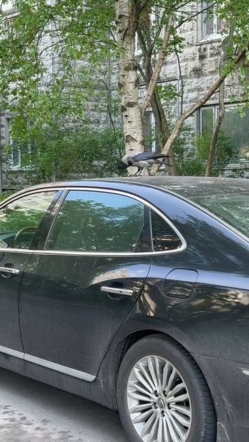 Ворона на крыше авто