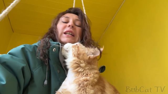 БОБКЭТ РУФУС ПРЕСЛЕДУЕТ МЕНЯ / Знакомимся с котятами мейн-куна Барби / Зачем Маре намордник?