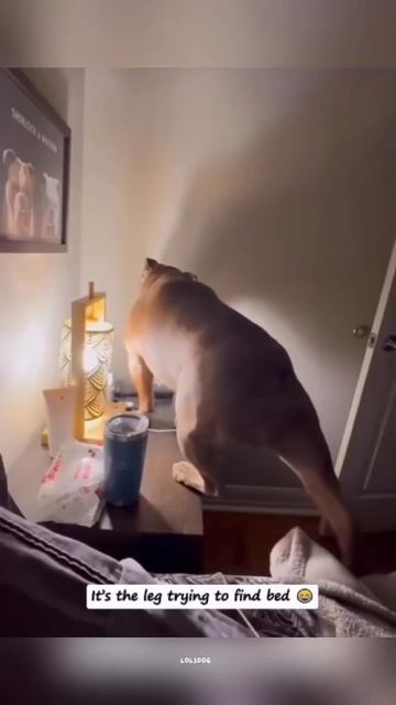 Speedy Greyhounds, Silly Bulldogs, Unexpected Friendships, And Vegetable Drama