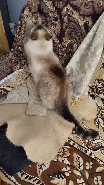 Лизавета непоседа
