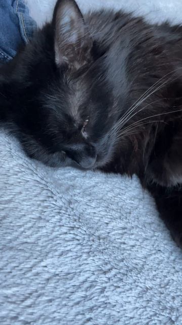 Котька смотрит свои кошачьи сны