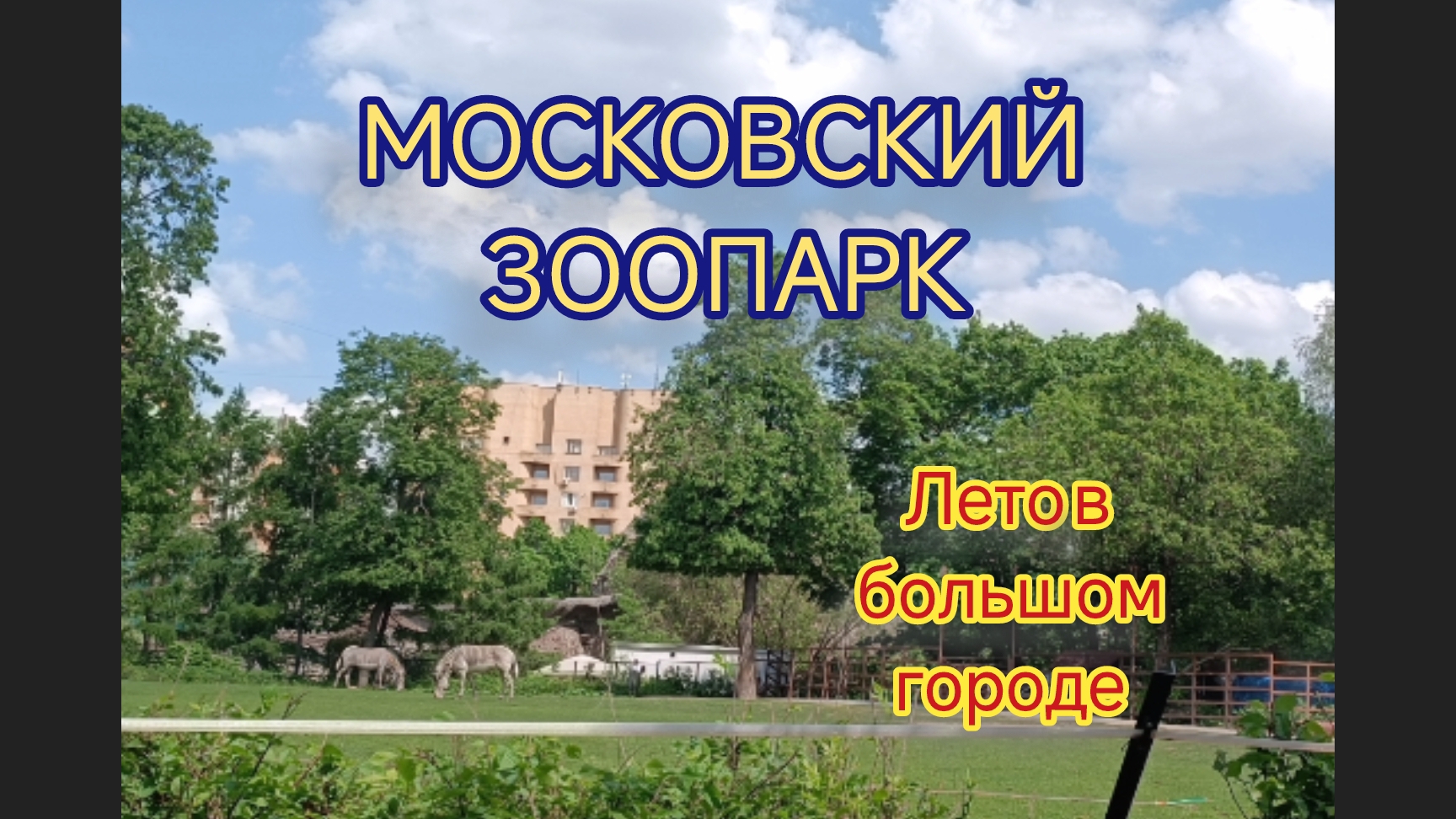 Московский зоопарк: орангутан загорает, летнее время, лацфхакиродителям