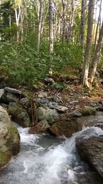 Речка в летний день