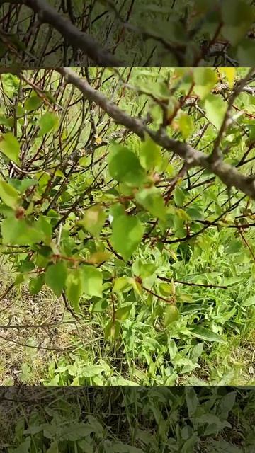 Ведьмина Метла от зла🐸#новинка#семья#работа#дом#