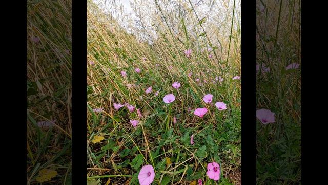 140.Майские травы-муравы💚.