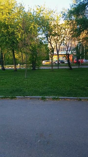 Только я и Симба: наше идеально утро вдвоём ☀️🐾#лабрадорСимба #БудниСимбы  #мойпитомец #открываюмир