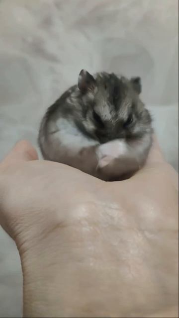 Микки🐹 наш маленький друг с большим характером!