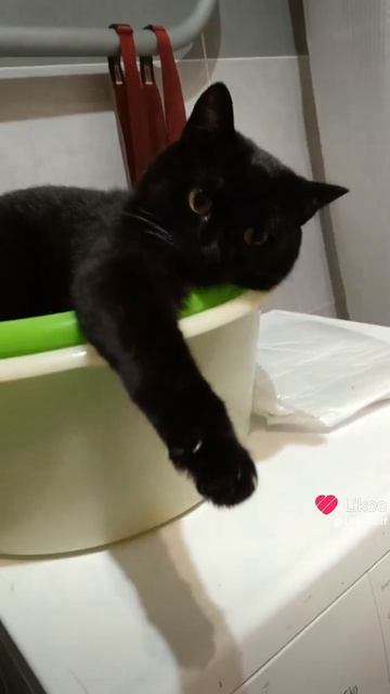 Стиральный котик Симба