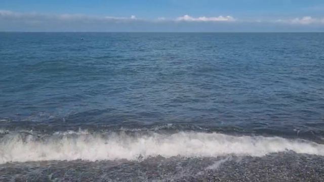 Адлер Море Дельфин