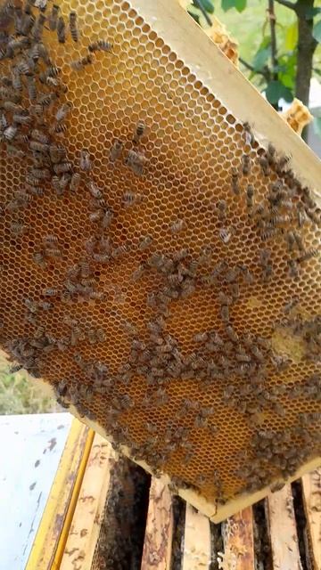 Подлили медку 14.05.2026🐝#пчелы #пасека #пчеловодство