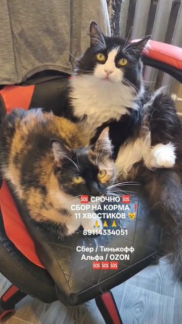 НАМ НЕЧЕГО КУШАТЬ 😿