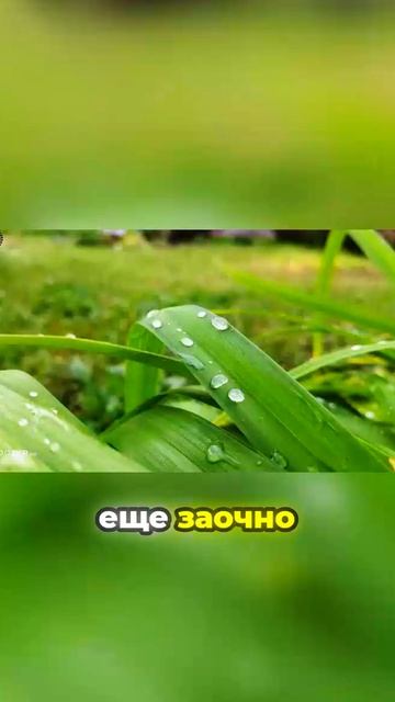 IQOO Z10R — что внутри коробки и стоит ли брать?