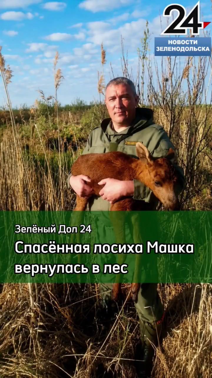 У лосихи  Машки выпускной🦌