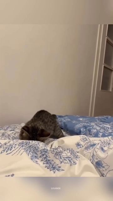 Cute Kittens, Hunting Instincts & Cats Acting Like Humans