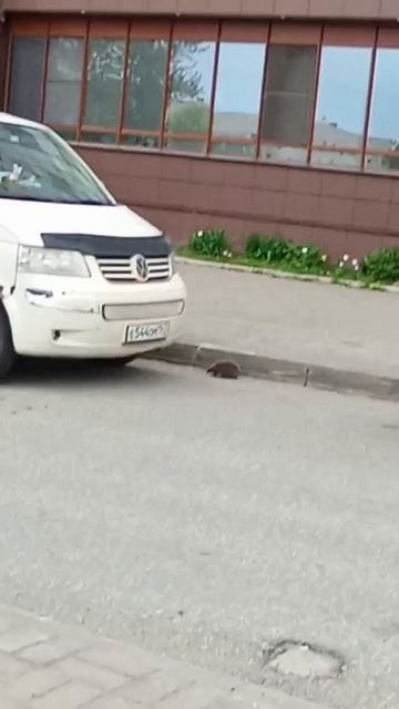 Ëжик
