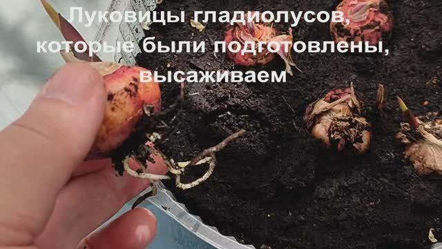 Посадка луковиц гладиолусов.