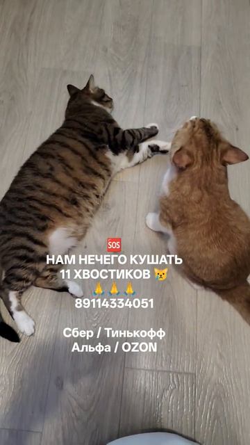 СРОЧНЫЙ СБОР НА КОРМА 🙏