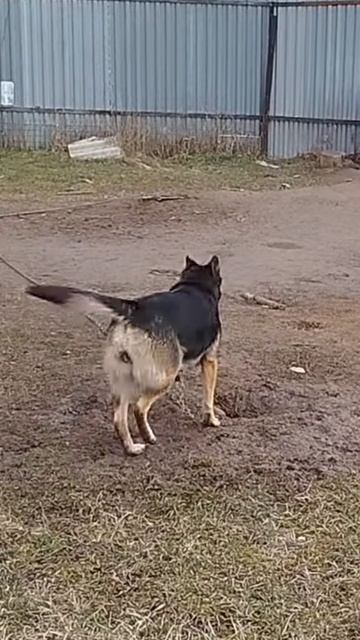 Шани.mp4