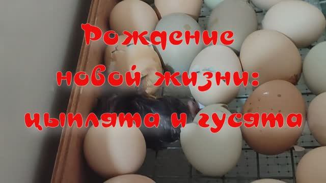 Вылупление цыплят и гусят