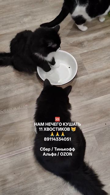 НАМ НЕЧЕГО КУШАТЬ 😿