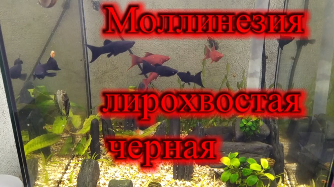 Моллинезия лира черная пополнение в нашем аквариуме