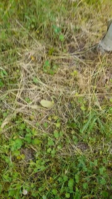 Потравили пчёл опять! 🐝 17.05.2026#пасека #пчелы #пчеловодство