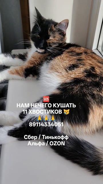 СРОЧНО НУЖНЫ КОРМА ПОМОГИТЕ ПОЖАЛУЙСТА ХВОСТИКАМ 🙏