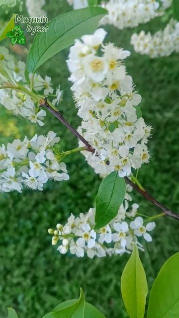 Черемуха (релакс)