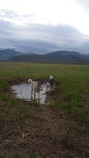 Хаски Джульбарс и лайка Сильвия — два поросёнка.