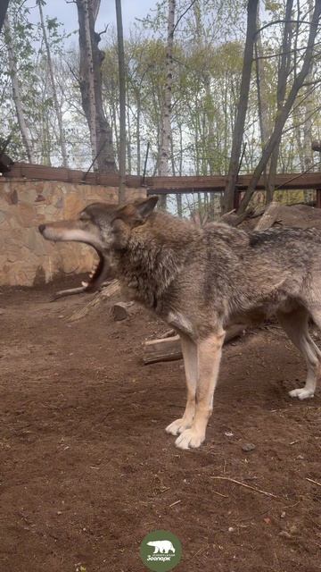 Жара действует даже на самых суровых хищников 🐺