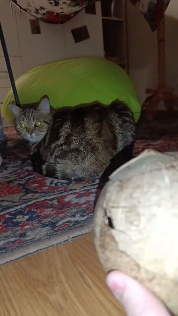 С КОТОМ ВСЕ ХОРОШО